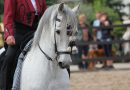 Czemu koń arabski zawdzięcza swoją popularność?